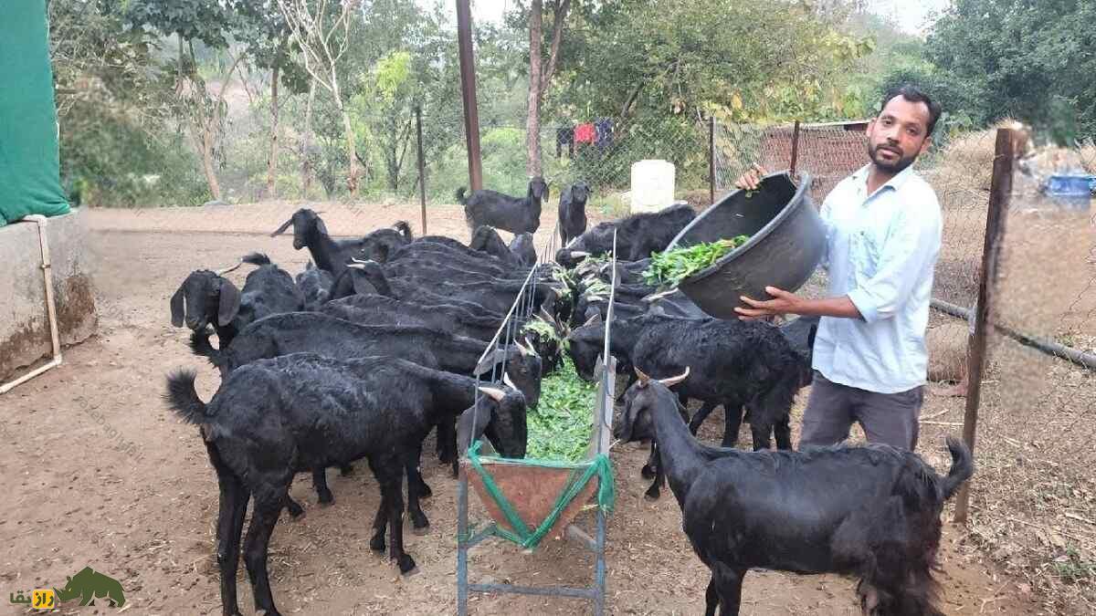 بز عثمانآبادی؛ بز هندی سختجانی که توسط خدایان «تبرک» شده و ارواح شیطانی را دور میکند بز عثمانآبادی؛ بز هندی سختجانی که توسط خدایان «تبرک» شده و ارواح شیطانی را دور میکند