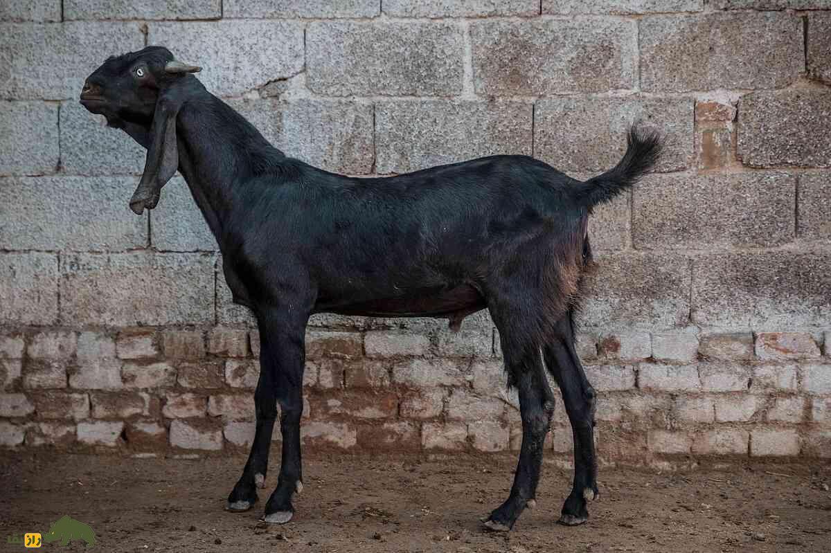 بز عثمانآبادی؛ بز هندی سختجانی که توسط خدایان «تبرک» شده و ارواح شیطانی را دور میکند بز عثمانآبادی از نمای جانبی با گردنی افراشته