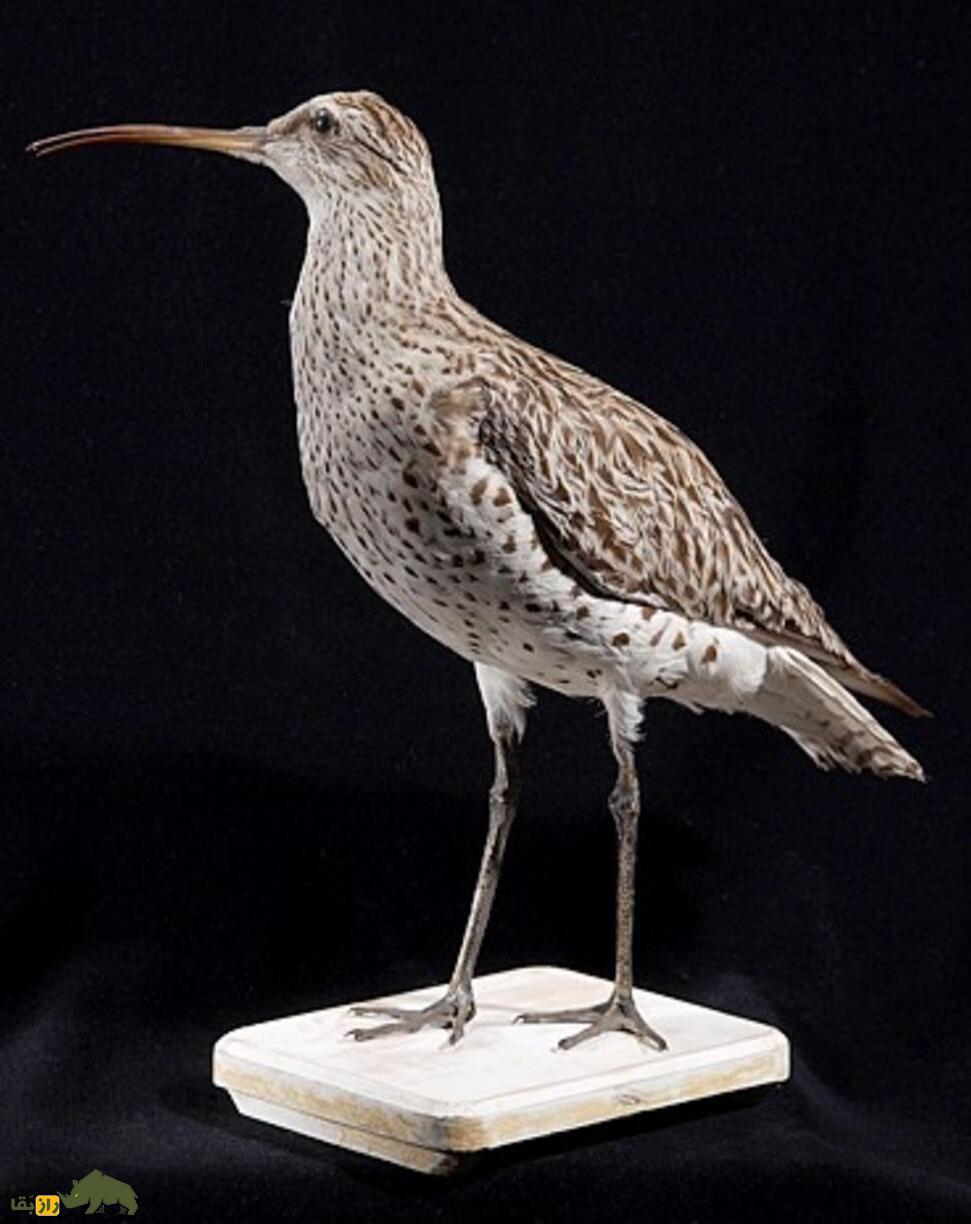 گیلان‌شاه خالدار تاکسی درمی شده