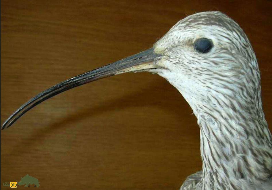 گیلان‌شاه خالدار