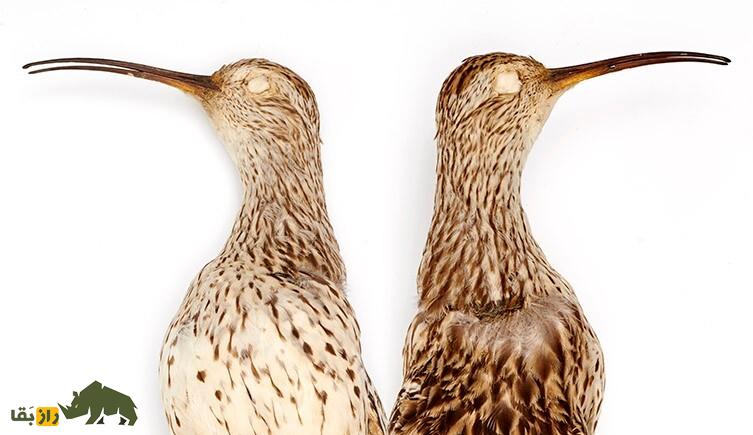 دو پرنده گیلان‌شاه خالدار که خشک شده اند
