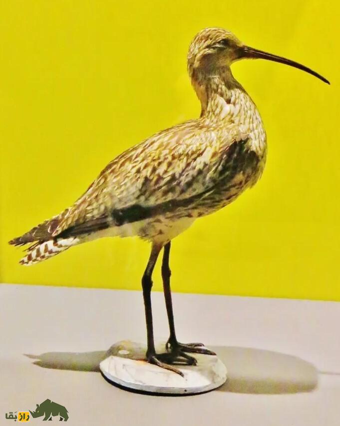 گیلان‌شاه خالدار تاکسی درمی شده روی یک زمینه زرد