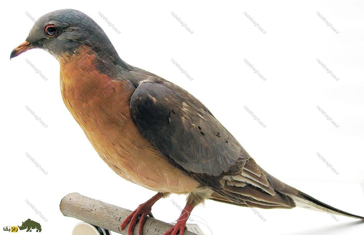 کبوتر مسافر؛ کبوتری که مهاجرت دسته‌ای آن‌ها آسمان را ساعت‌ها تاریک می‌کرد و انقراضش غم‌انگیزترین پدیده حیات وحش بود