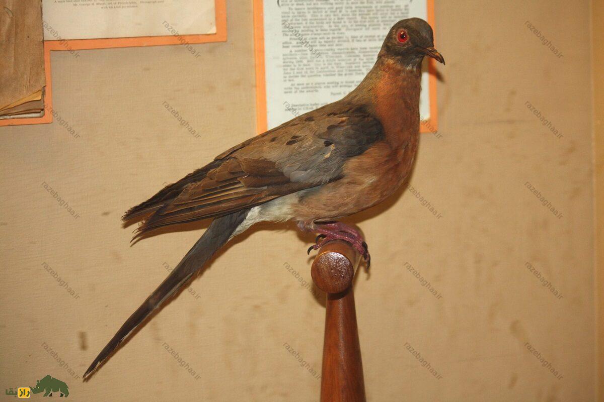 کبوتر مسافر؛ کبوتری که مهاجرت دسته‌ای آن‌ها آسمان را ساعت‌ها تاریک می‌کرد و انقراضش غم‌انگیزترین پدیده حیات وحش بود