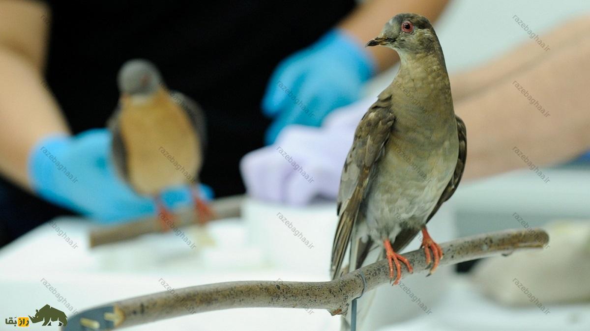 بازسازی کبوتر مسافر روی شاخه درخت