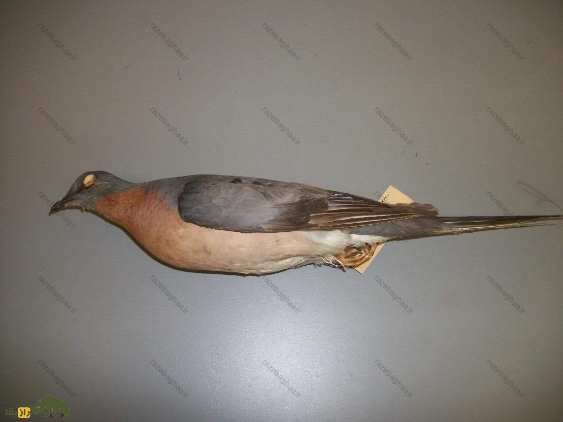 کبوتر مسافر مرده