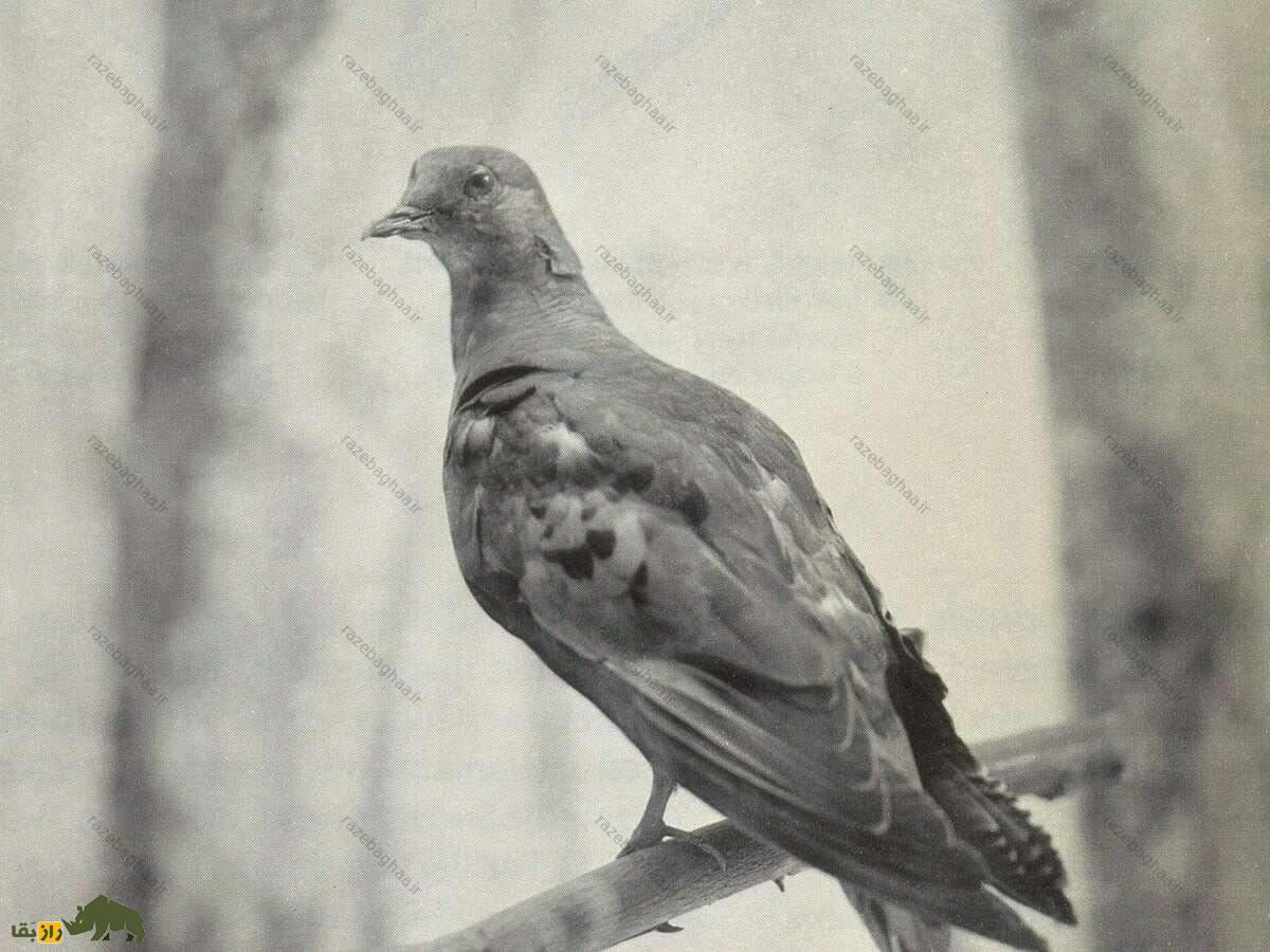 تصویری سیاه و سفید از کبوتر مسافر