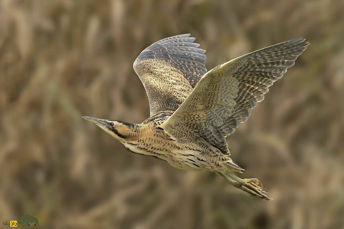 پزنده بوتیمار قهوه ای در حال پرواز