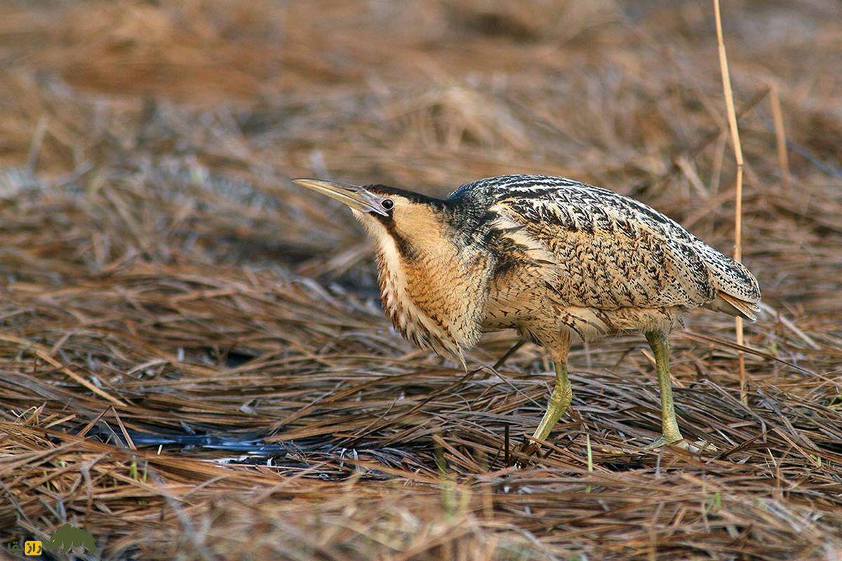 پرنده بوتیمار نشسته در چمن خشک شده قهوه ای