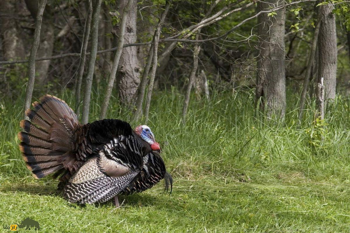 ۱۰ حقیقت شگفتانگیز درباره بوقلمونها بوقلمون نر در جنگل سبز