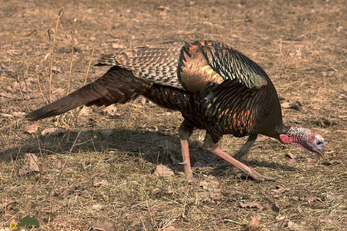 ۱۰ حقیقت شگفتانگیز درباره بوقلمونها بوقلمون نر زمین قهوه ای در حال خوردن غذا