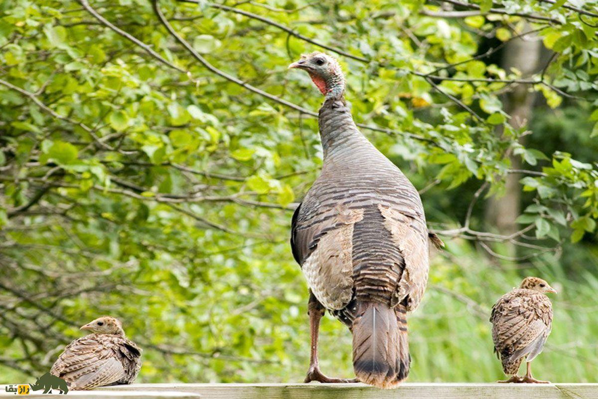 ۱۰ حقیقت شگفتانگیز درباره بوقلمونها بوقلمون قهوه ای در جنگل