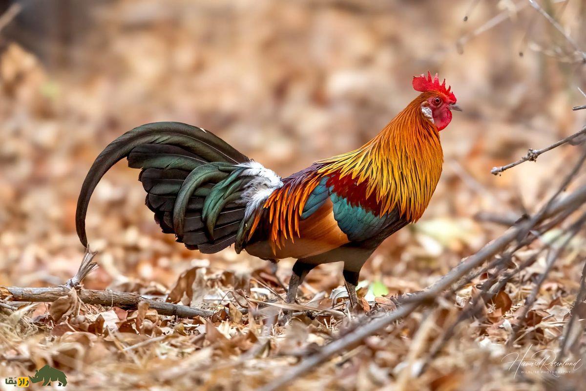 مرغها اجداد خود را با رابطه جنسی نابود کردند خروس رنگی وحشی در جنگل