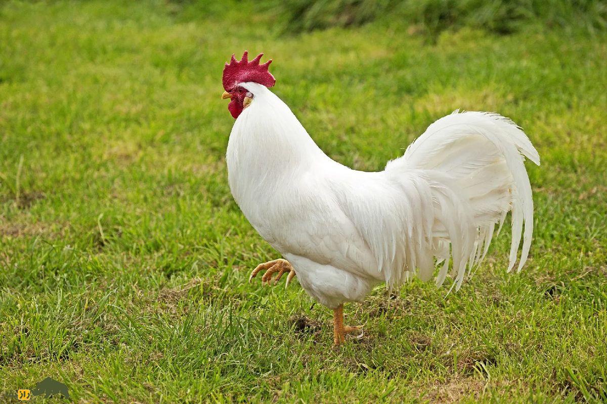 مرغها اجداد خود را با رابطه جنسی نابود کردند خروس سفید