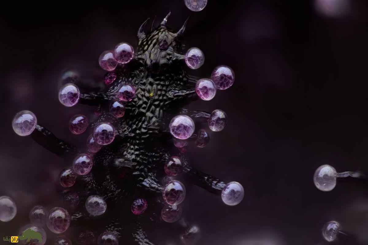 گیاه شاهدانه زیر میکروسکوپ