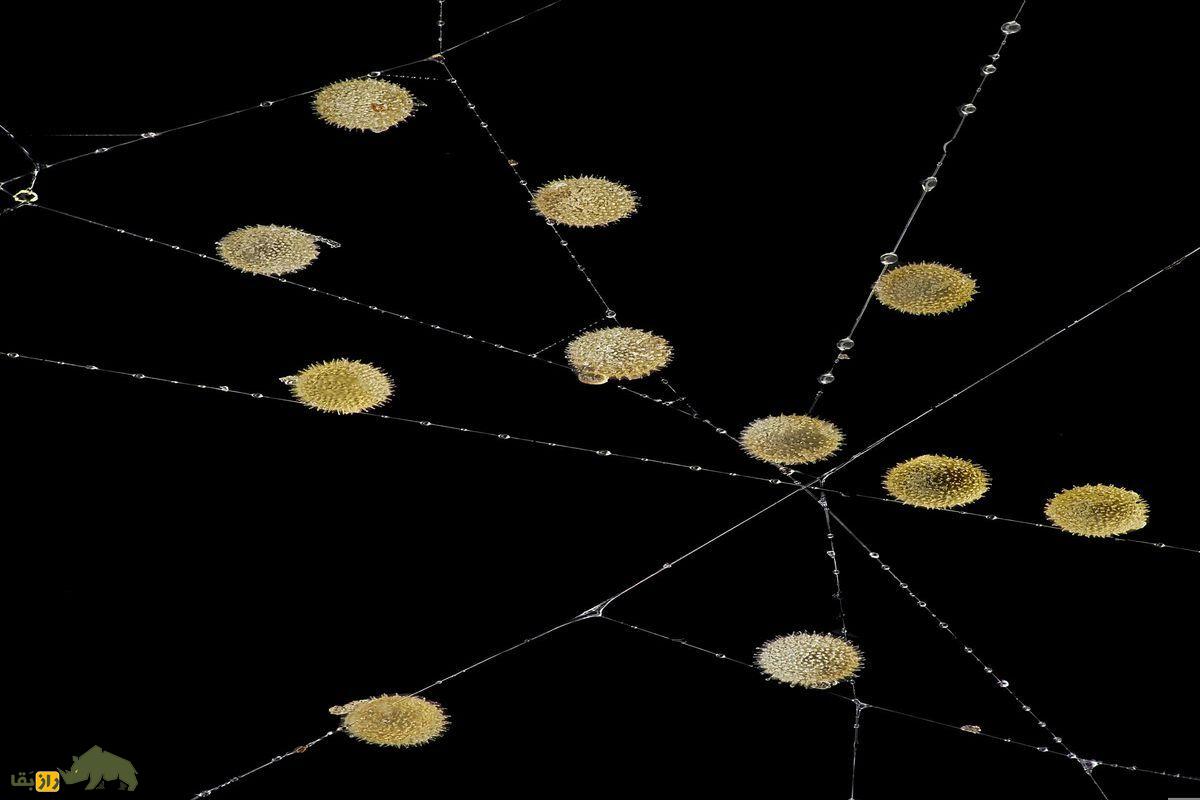 گرده در تار عنکبوت