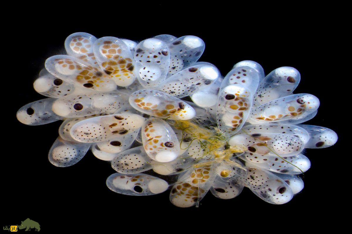 عکس میکروسکوپی از تخم اختاپوس