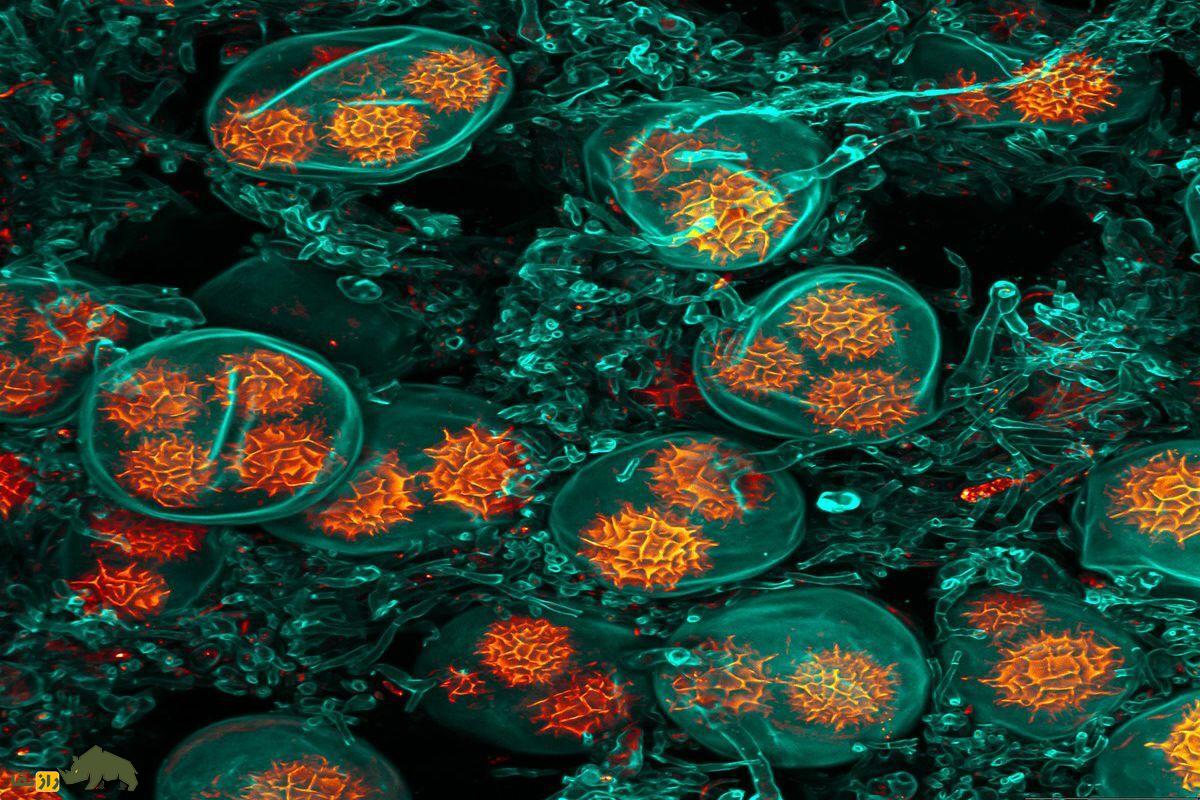 هاگ های قارچ