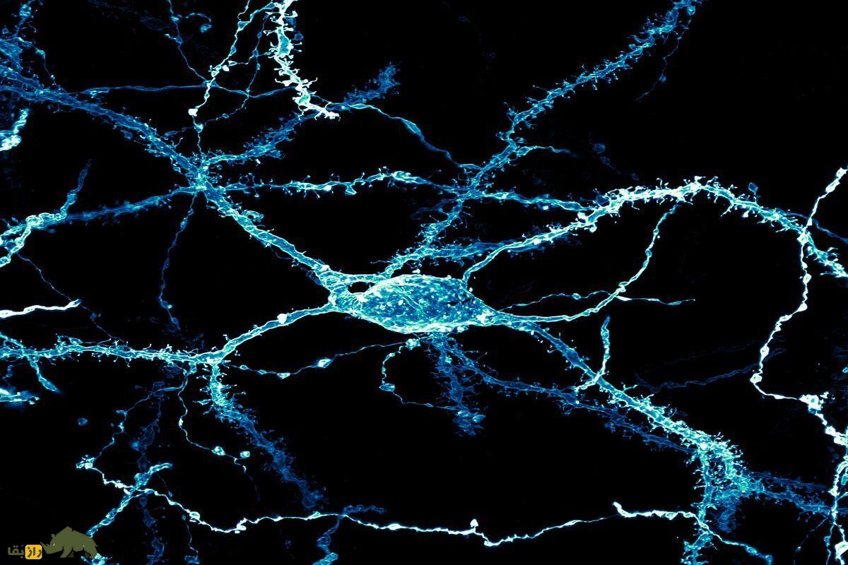 نرون مغزی موش