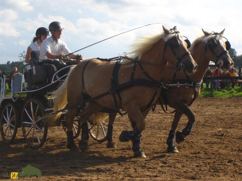 اسب هافلینگر؛ نژادی با زیباترین یال و دم جهان که چشمانش از تمام نژاد‌های اسب بزرگتر است