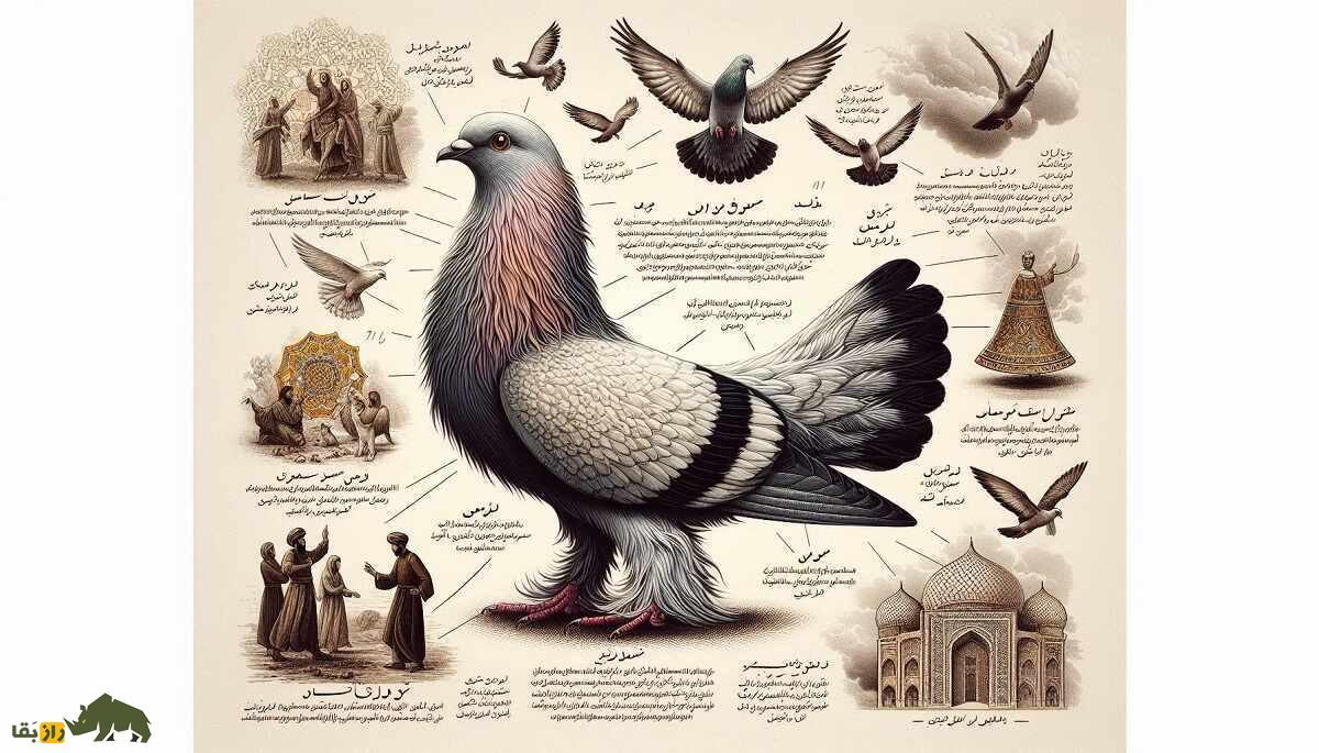 کبوتر خلیجی؛ کبوتر باستانی ایرانی با گردن کشیده که حرکات آکروباتیکش در جهان مشهور است کبوتر خلیجی؛ کبوتر باستانی ایرانی با گردن کشیده که حرکات آکروباتیکش در جهان مشهور است