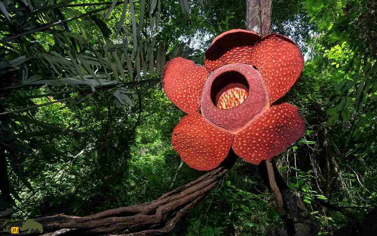 گل جنازه؛ بدبوترین گیاه جهان با ۳ متر ارتفاع که مردم برای دیدنش لحظه‌شماری می‌کنند