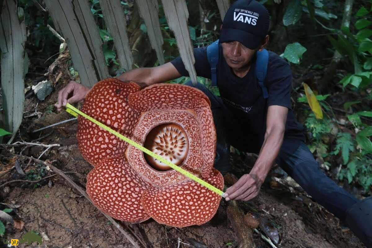 گل جنازه؛ بدبوترین گیاه جهان با ۳ متر ارتفاع که مردم برای دیدنش لحظه‌شماری می‌کنند