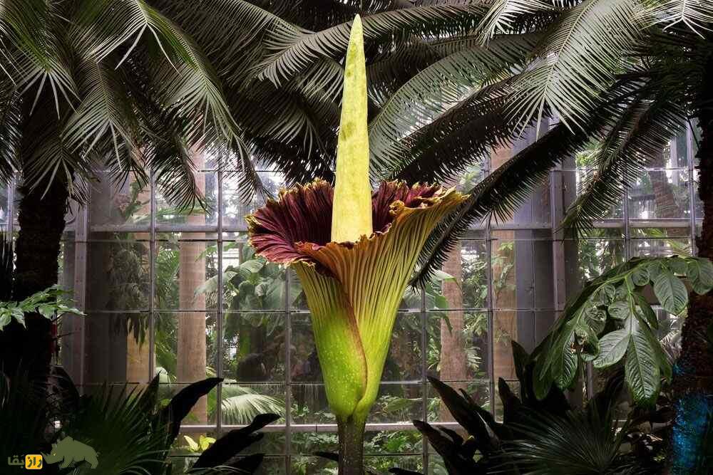 گل جنازه؛ بدبوترین گیاه جهان با ۳ متر ارتفاع که مردم برای دیدنش لحظه‌شماری می‌کنند