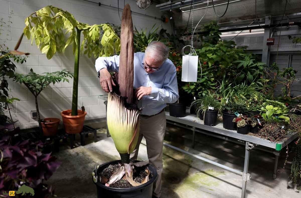 گل جنازه؛ بدبوترین گیاه جهان با ۳ متر ارتفاع که مردم برای دیدنش لحظه‌شماری می‌کنند