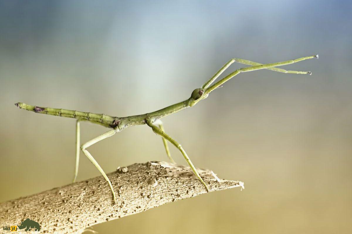 حشره سبز چوبی