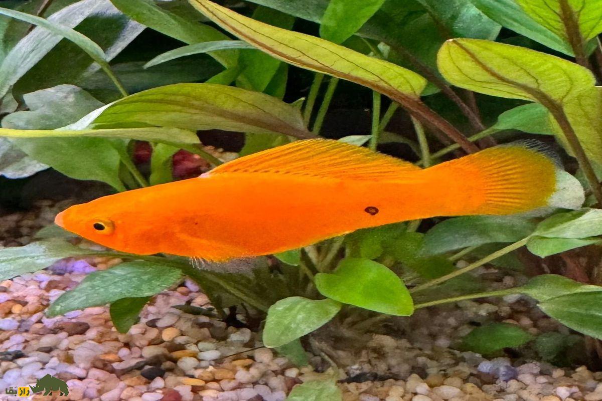 ماهی مولی نارنجی