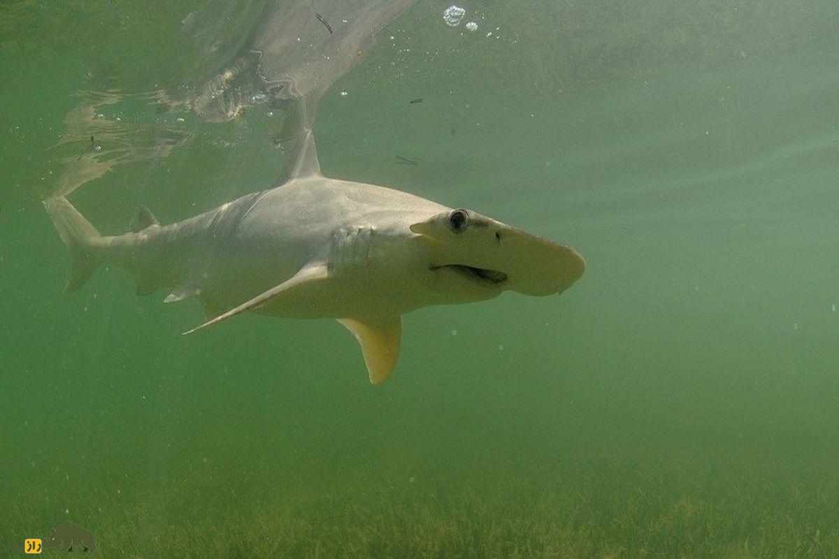 کوسه در دریای سبز