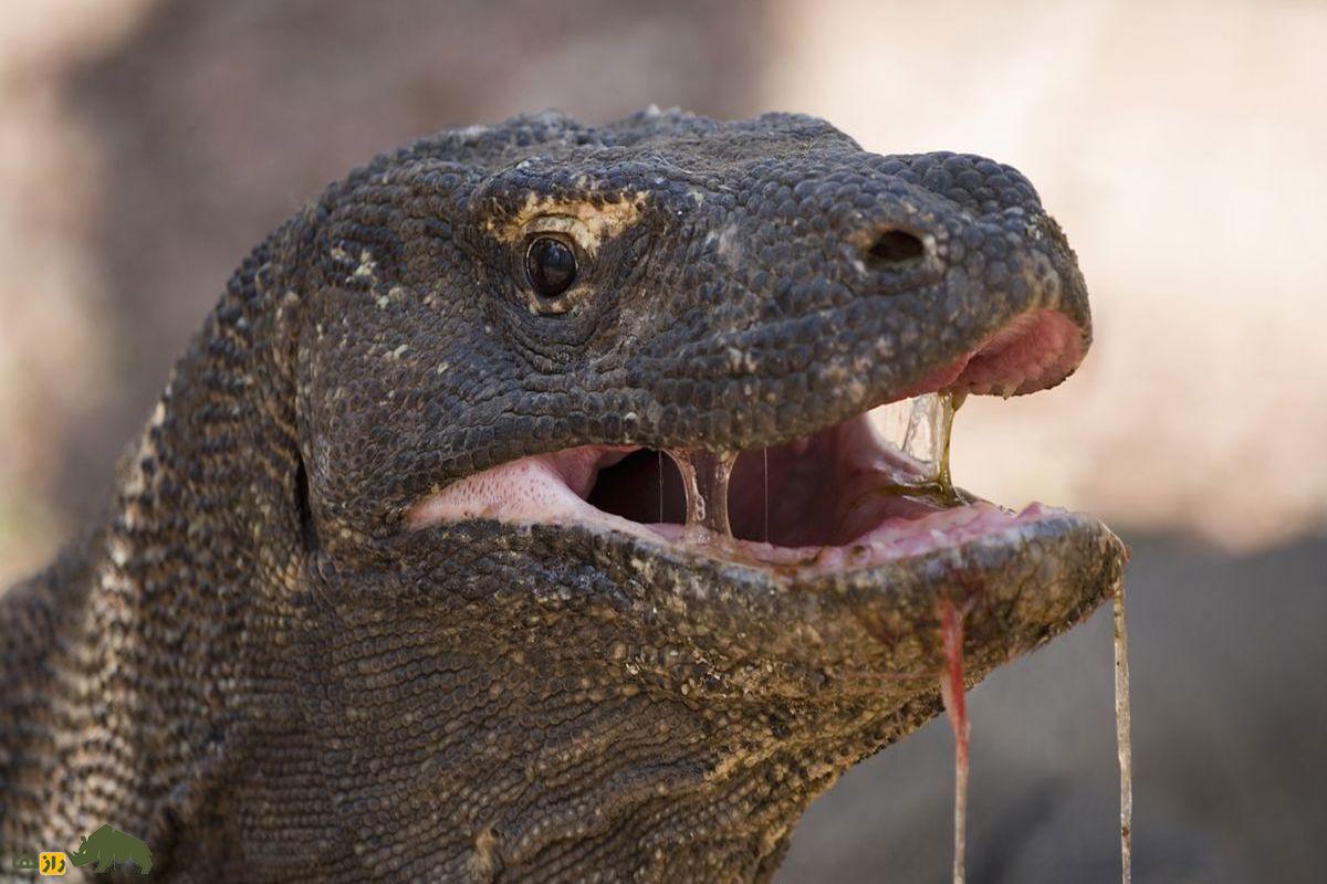 اژدهای کومودو