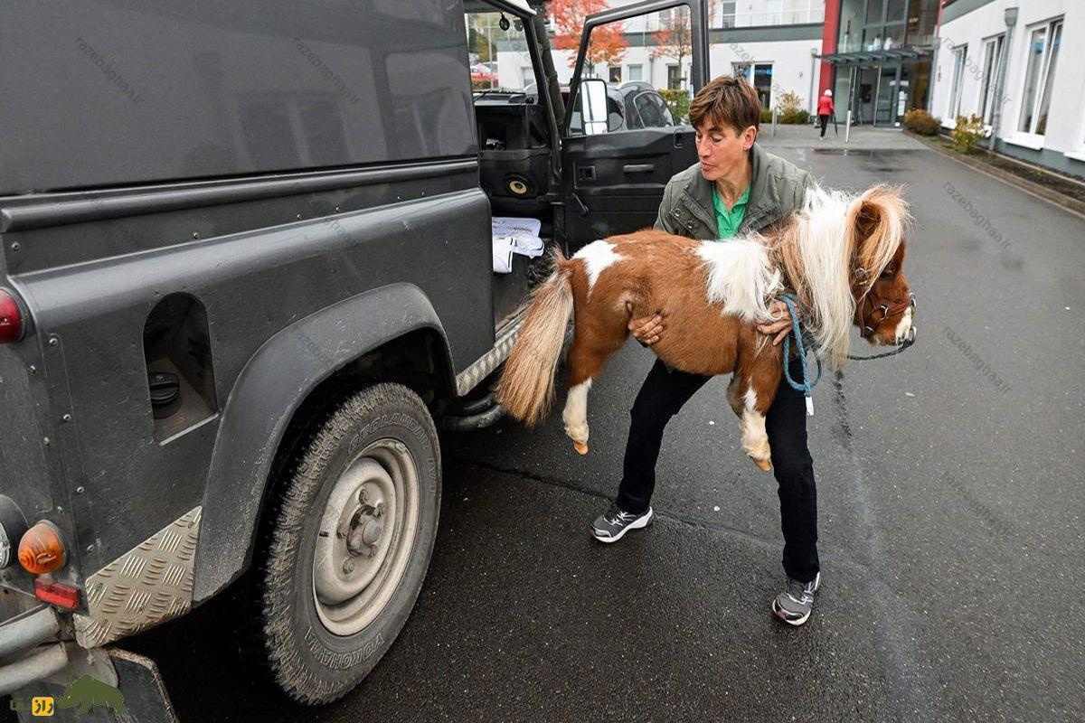 پونی؛ اسبی شبیه سگ که کوچک‌ترین اسب دنیاست