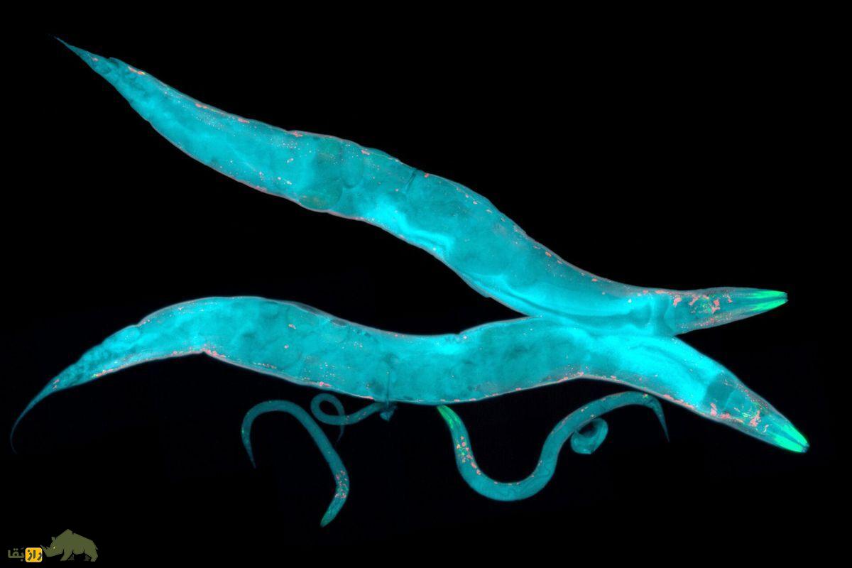 دانشمندان موفق به کشف راز جاودانگی انسان شدند کرم سی الگانس