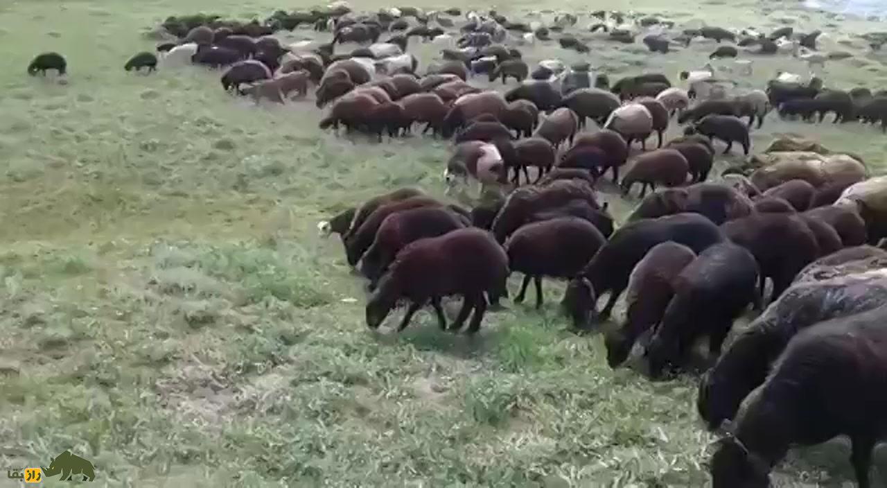 گوسفند زندی؛ گوسفند ایرانی ۹۰ کیلویی که کیفیت گوشتش در ایران زبانزد خاص و عام است