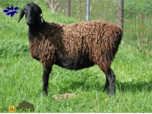 گوسفند زندی؛ گوسفند ایرانی ۹۰ کیلویی که کیفیت گوشتش در ایران زبانزد خاص و عام است