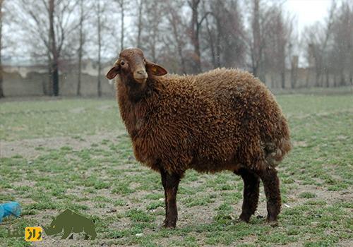 گوسفند زندی؛ گوسفند ایرانی ۹۰ کیلویی که کیفیت گوشتش در ایران زبانزد خاص و عام است