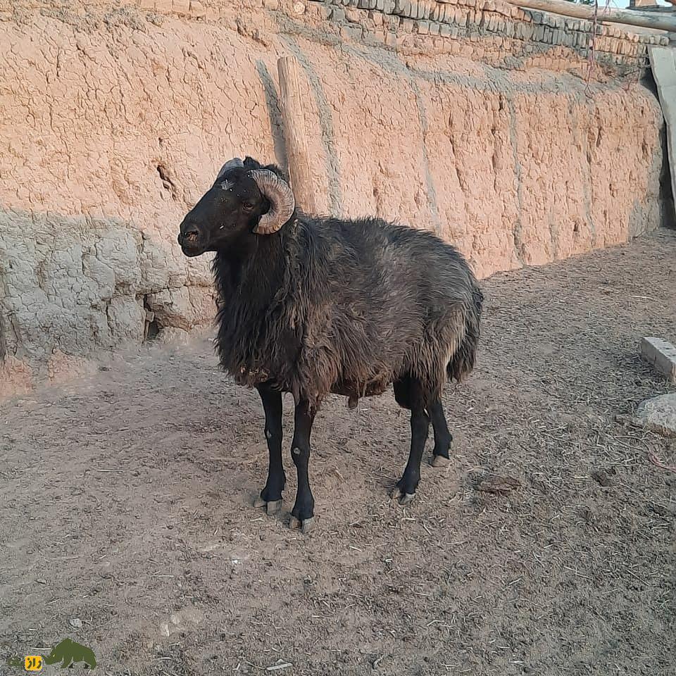 گوسفند زندی؛ گوسفند ایرانی ۹۰ کیلویی که کیفیت گوشتش در ایران زبانزد خاص و عام است