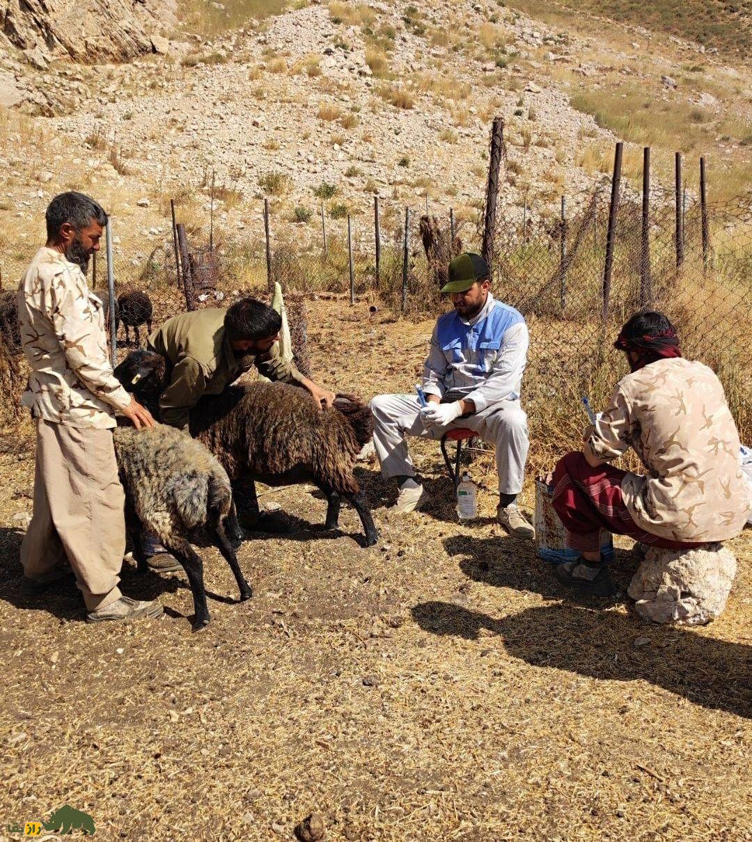 گوسفند زندی؛ گوسفند ایرانی ۹۰ کیلویی که کیفیت گوشتش در ایران زبانزد خاص و عام است
