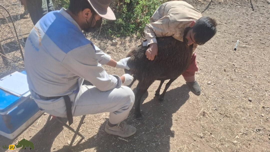 گوسفند زندی؛ گوسفند ایرانی ۹۰ کیلویی که کیفیت گوشتش در ایران زبانزد خاص و عام است