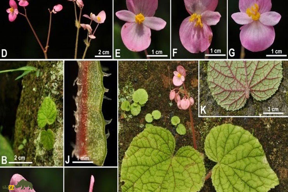 گونه جدید گیاه سبز و قرمز