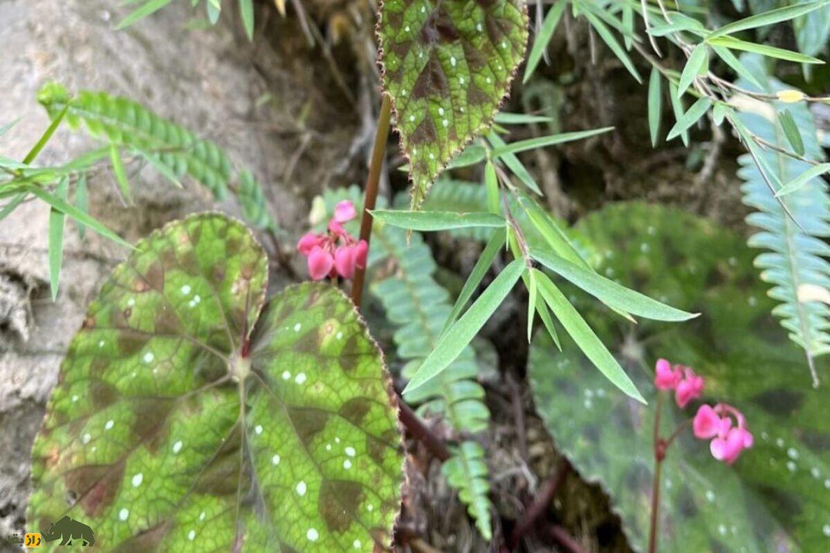 کشف جدید و حیرت انگیز گونه جدید گیاهی