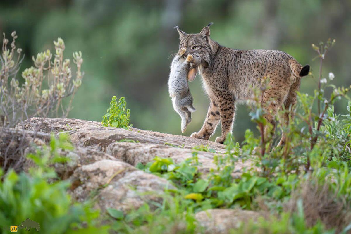 گربه ای که بچه اش را به دندان گرفته