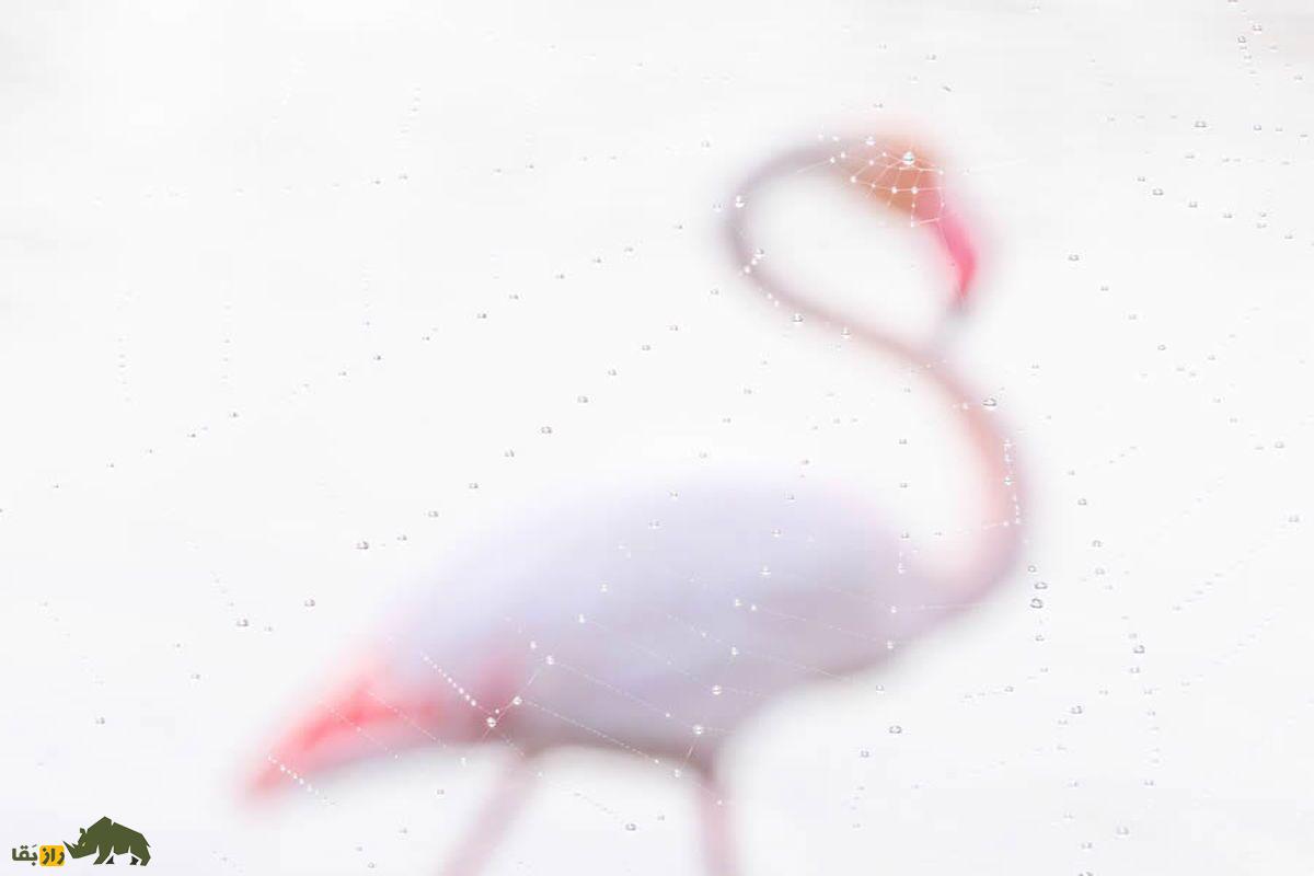 فلامینگو صورتی