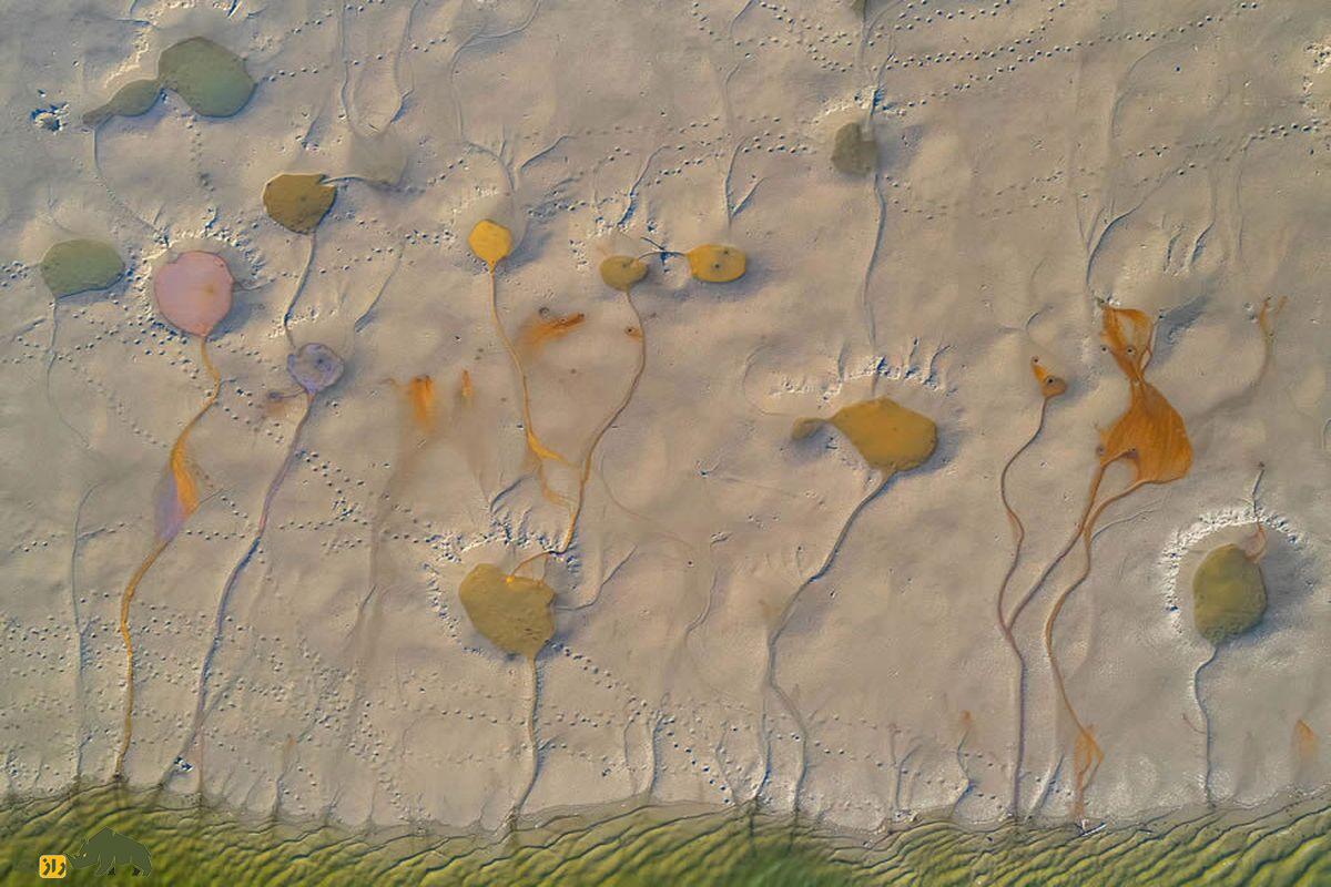 گل دریاچه رنگی