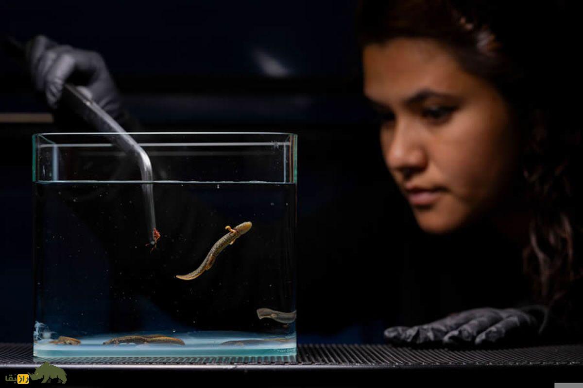 زنی در حال آزمایش روی ماهی