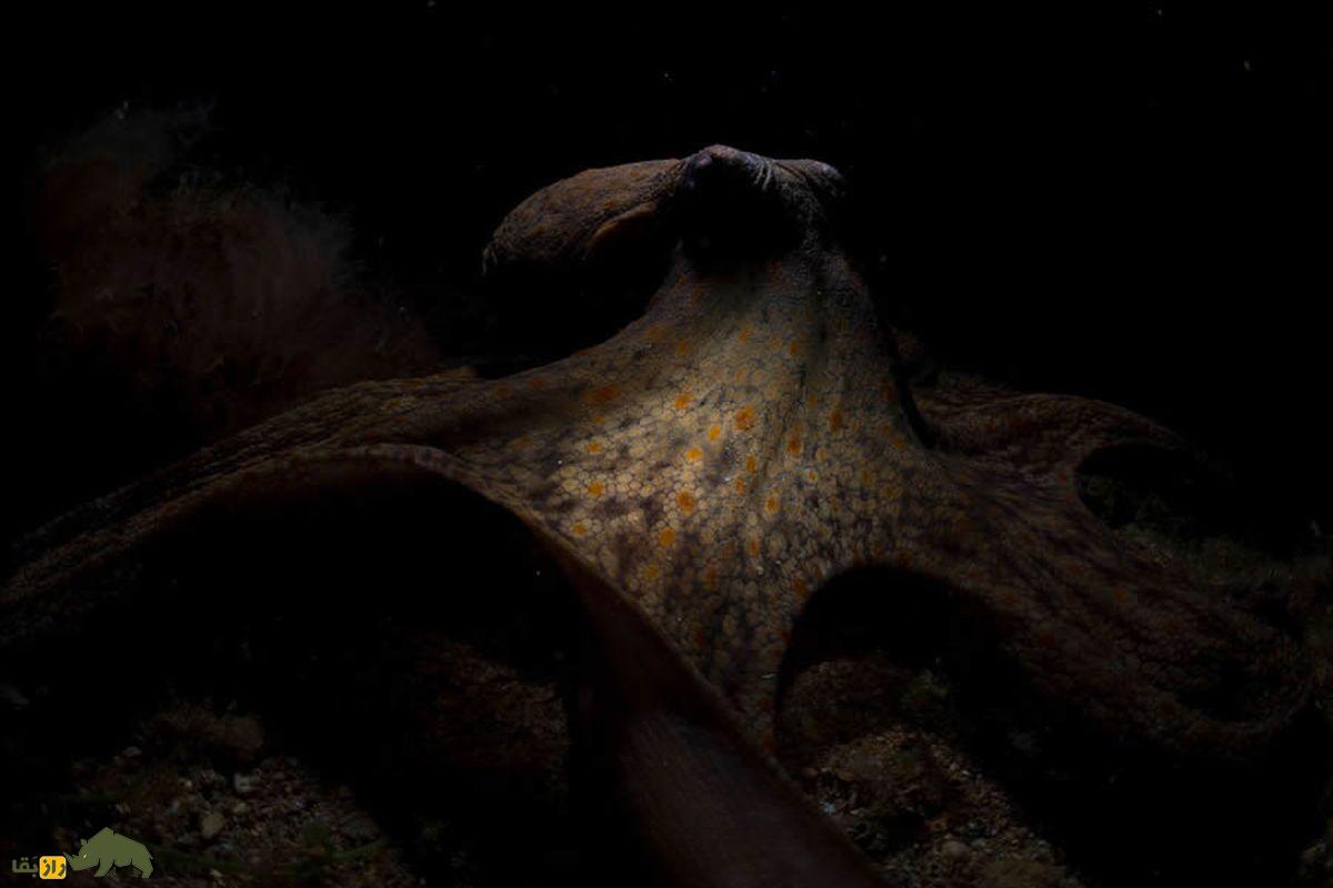 اختاپوس و پس زمینه مشکی