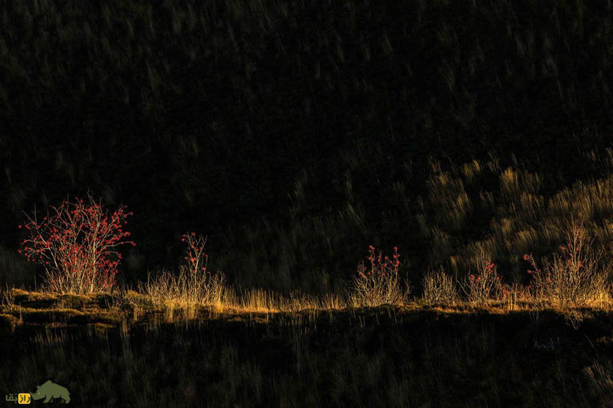 جنگل صبح زود