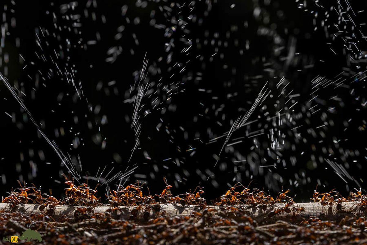 چند مورچه در حال پریدن